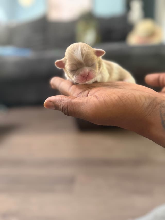 Shih Tzu Puppies media 5