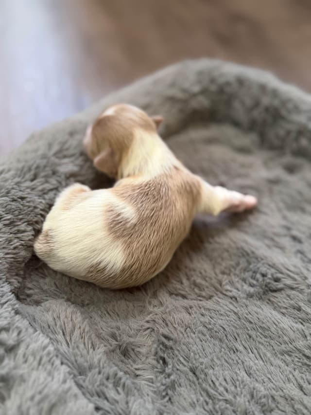 Shih Tzu Puppies media 7