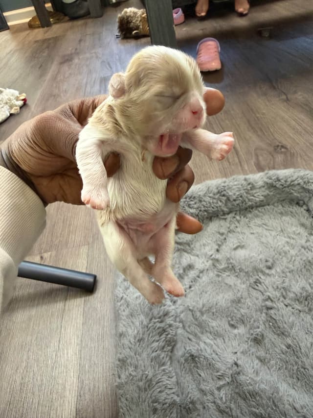 Shih Tzu Puppies media 6