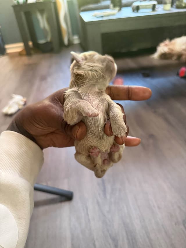Shih Tzu Puppies media 9