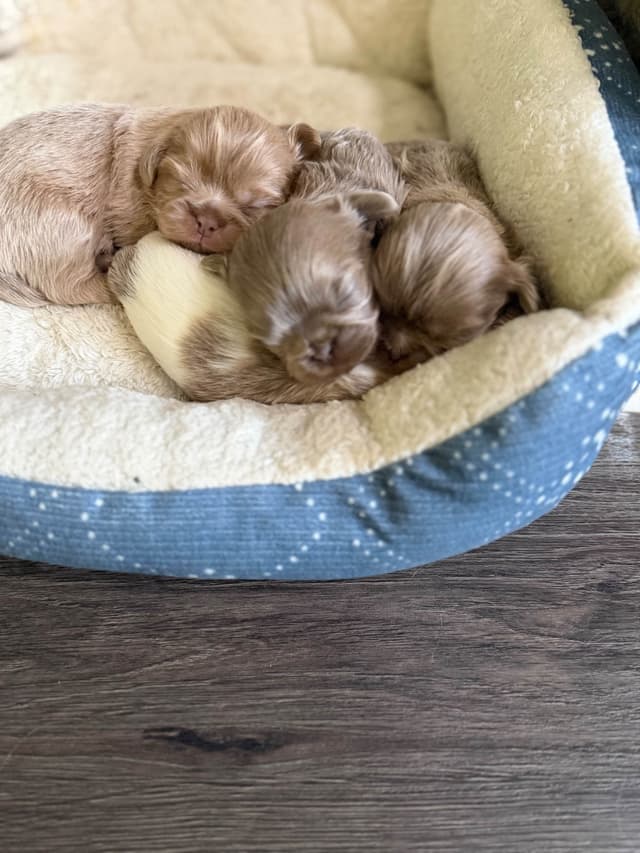 Shih Tzu Puppies media 11