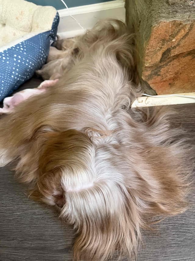 Shih Tzu Puppies media 12