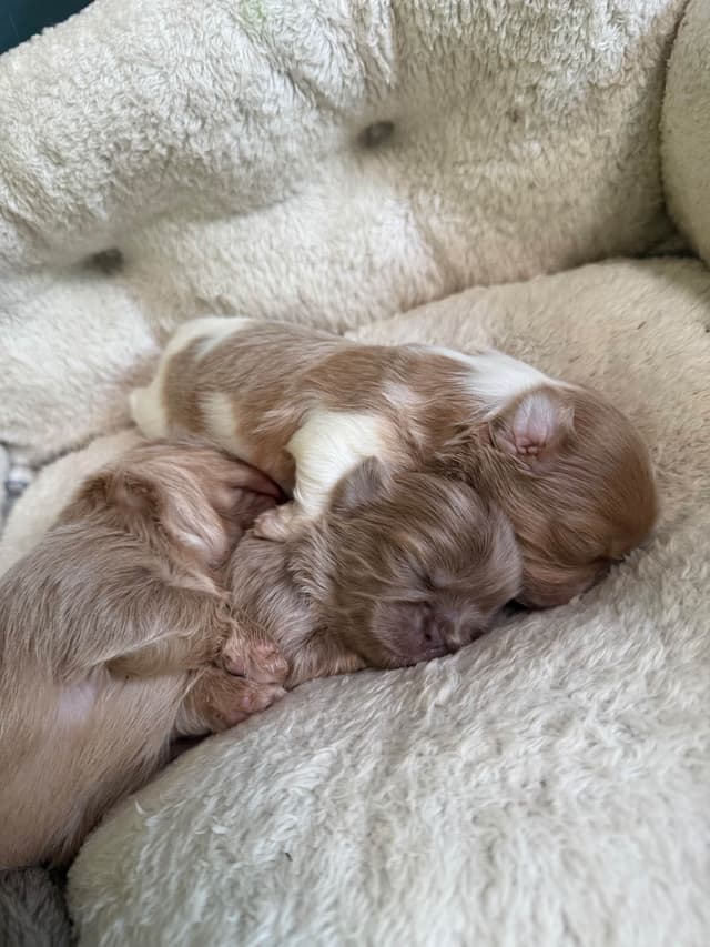 Shih Tzu Puppies media 13