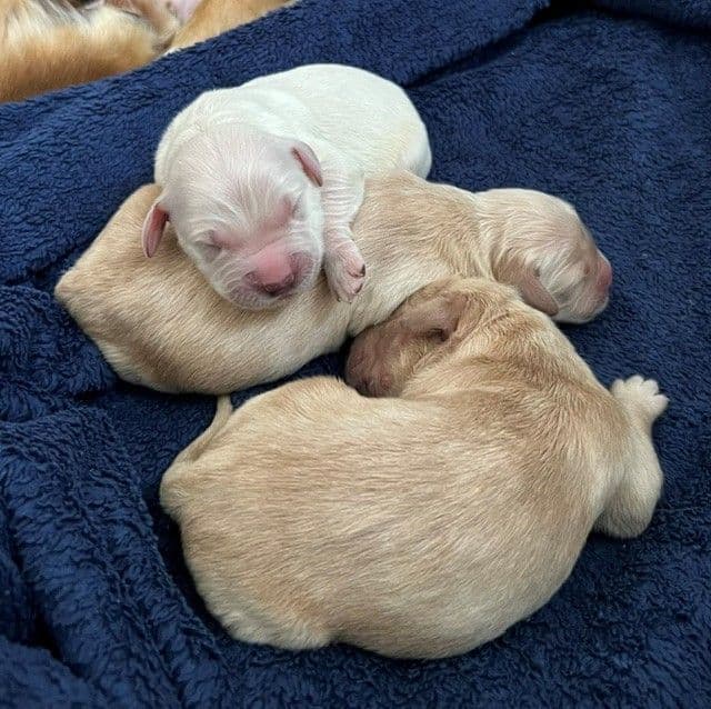 Beautiful Golden Retriever Puppies From Health Tested Parents breeder image 1