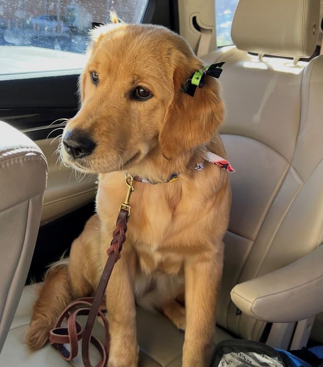 Beautiful Golden Retriever Puppies From Health Tested Parents media 2