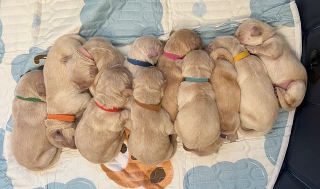 Beautiful Golden Retriever Puppies From Health Tested Parents media 3