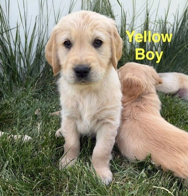 Beautiful Golden Retriever Puppies From Health Tested Parents media 4