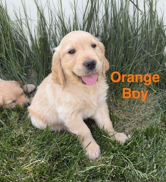 Beautiful Golden Retriever Puppies From Health Tested Parents media 5