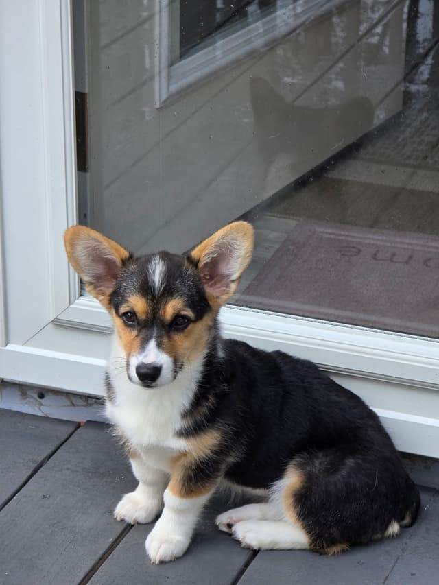 Pembroke Welsh Corgi Puppy - Ready to go! media 2