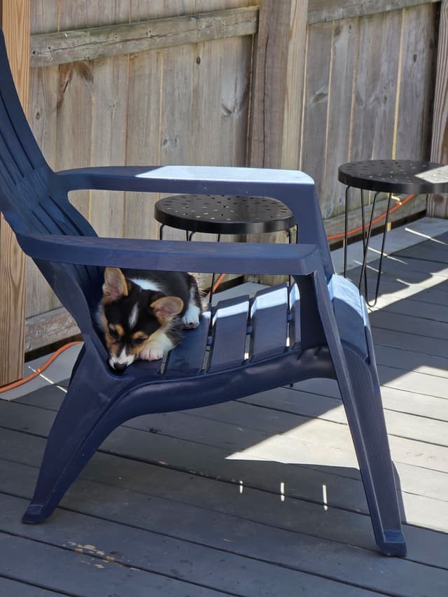Pembroke Welsh Corgi Puppy - Ready to go! media 3