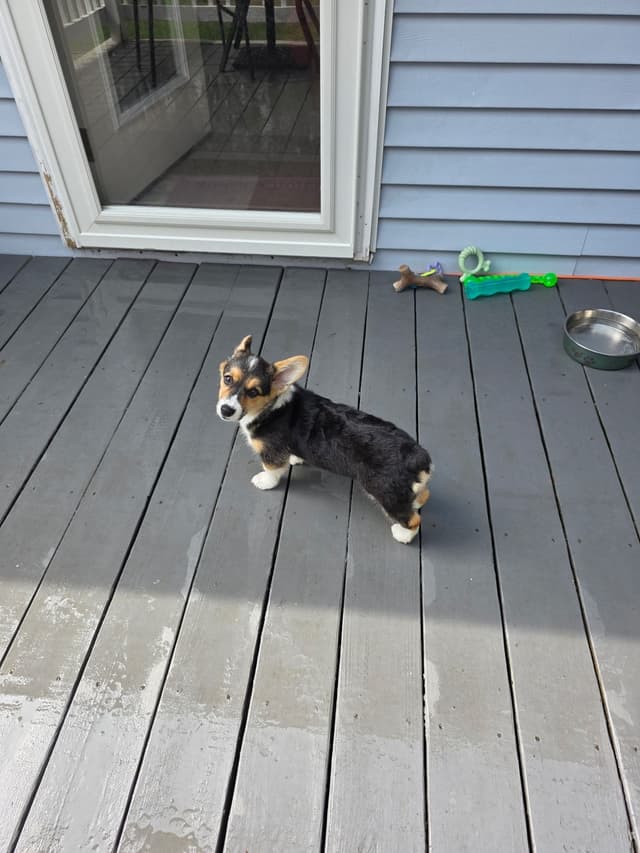 Pembroke Welsh Corgi Puppy - Ready to go! media 4