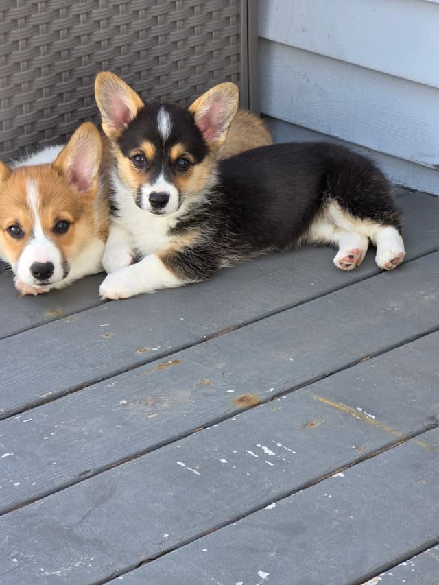 Pembroke Welsh Corgi Puppy - Ready to go! media 5