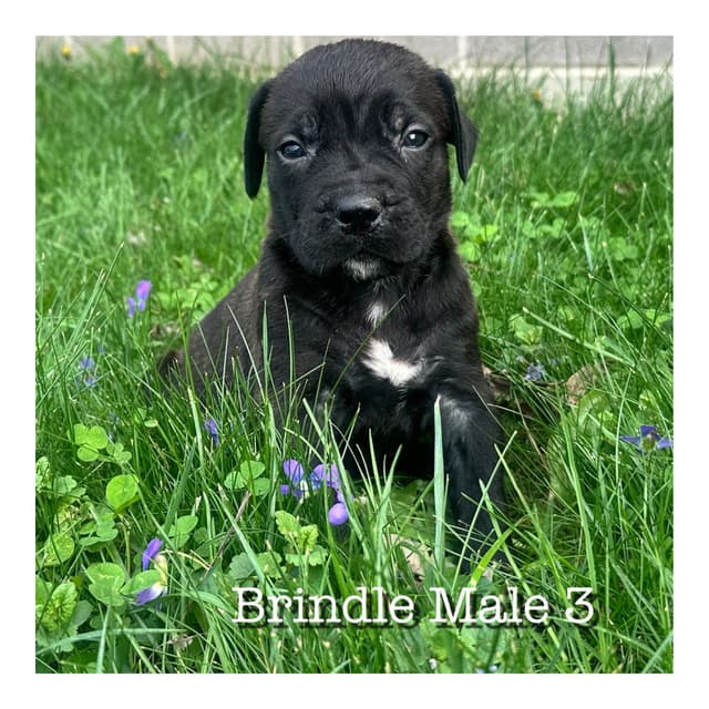 Cane Corso Puppies media 2