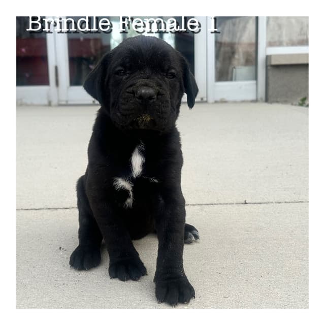 Cane Corso Puppies media 3
