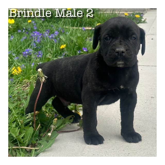 Cane Corso Puppies media 4