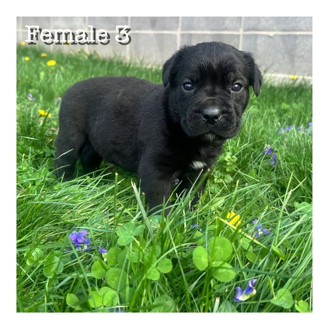 Cane Corso Puppies media 5