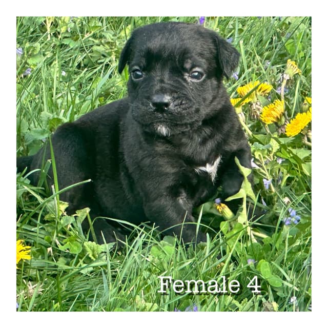 Cane Corso Puppies media 6