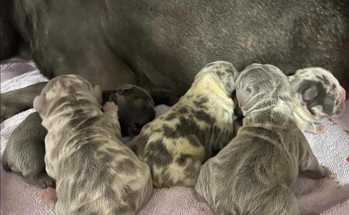 French Bulldog Puppies breeder image 1