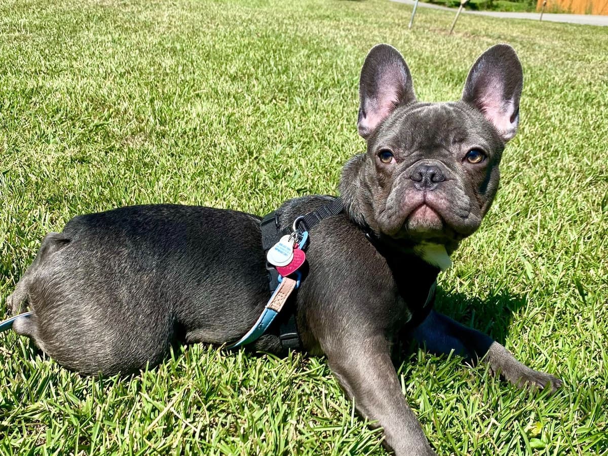 French Bulldog Puppies breeder image 2