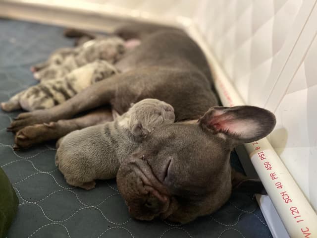 French Bulldog Puppies media 2