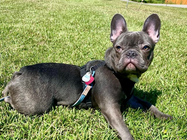 French Bulldog Puppies media 3