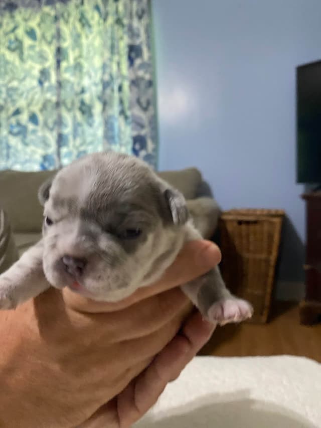 French Bulldog Puppies media 4