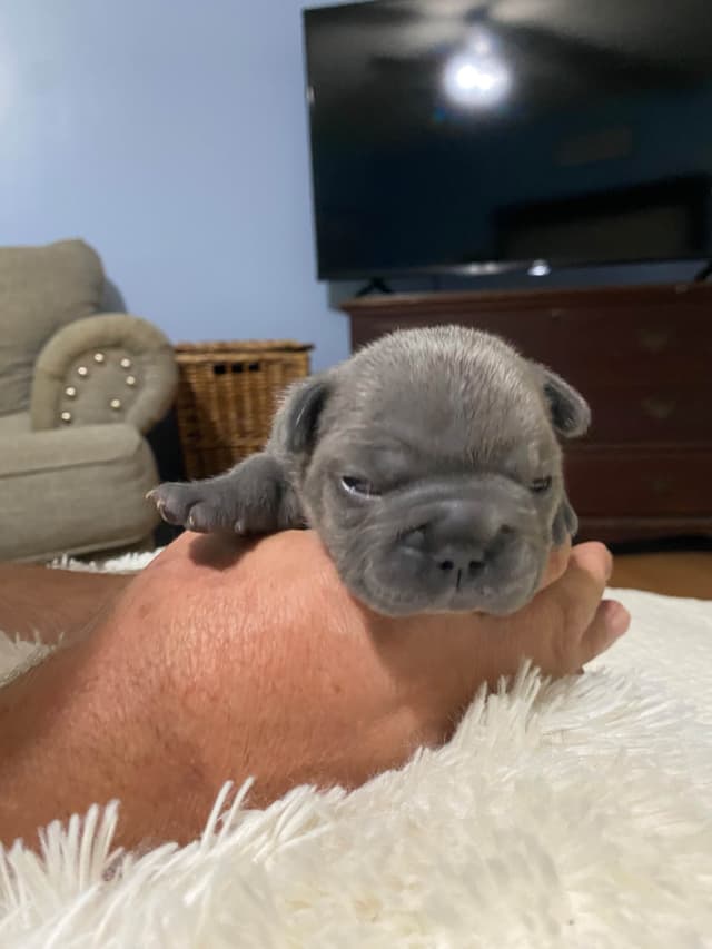 French Bulldog Puppies media 7