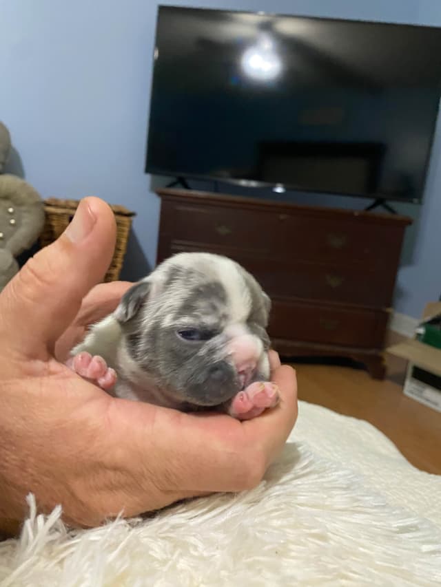 French Bulldog Puppies media 5