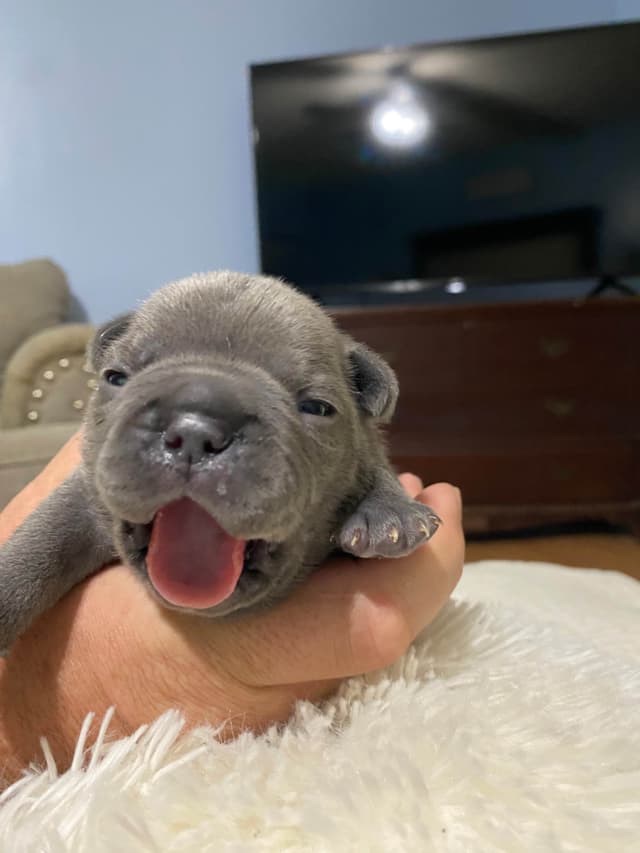 French Bulldog Puppies media 6