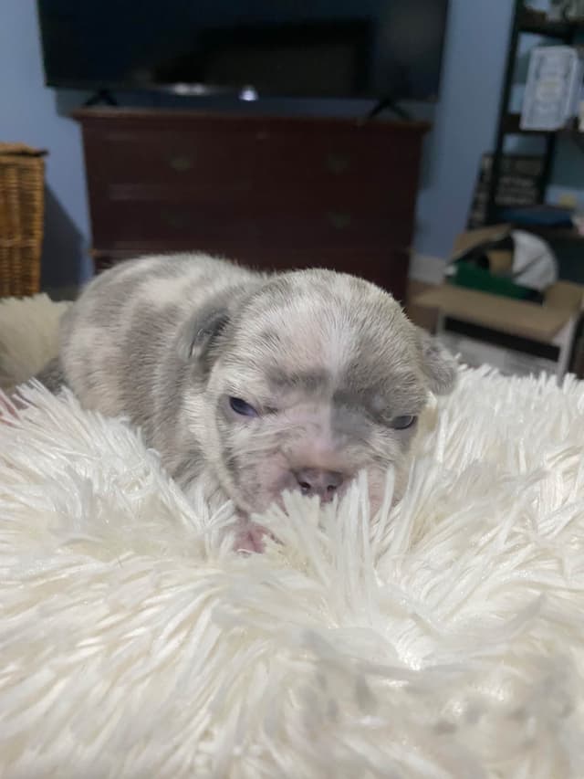 French Bulldog Puppies media 8