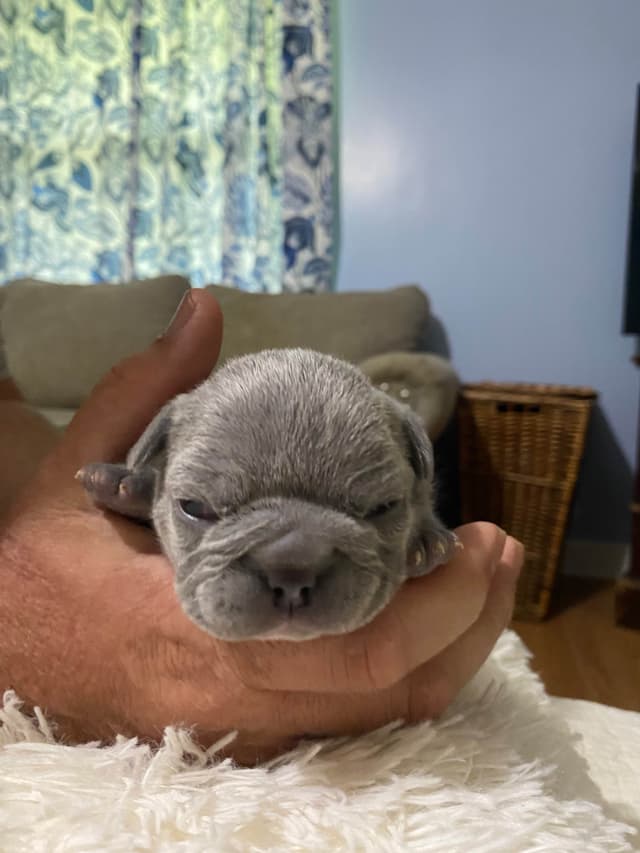 French Bulldog Puppies media 13