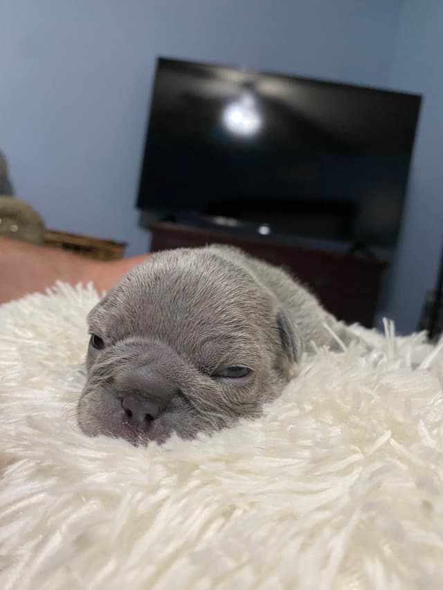 French Bulldog Puppies media 11