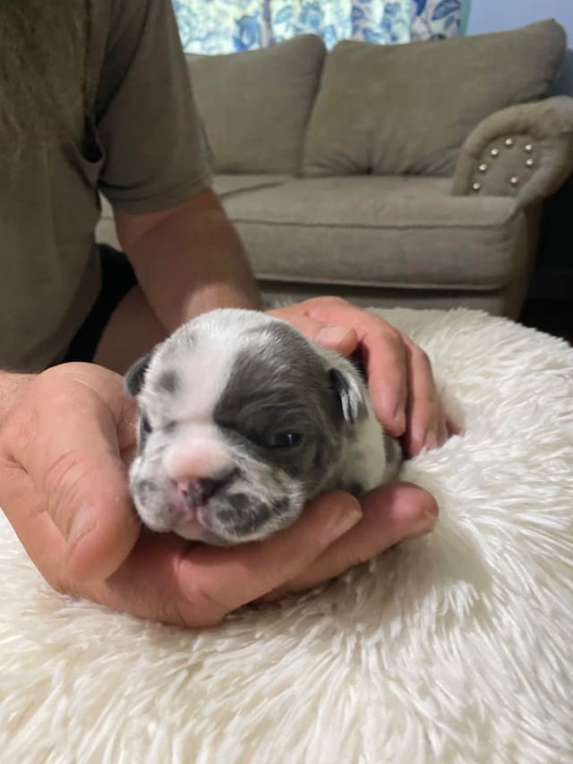 French Bulldog Puppies media 12