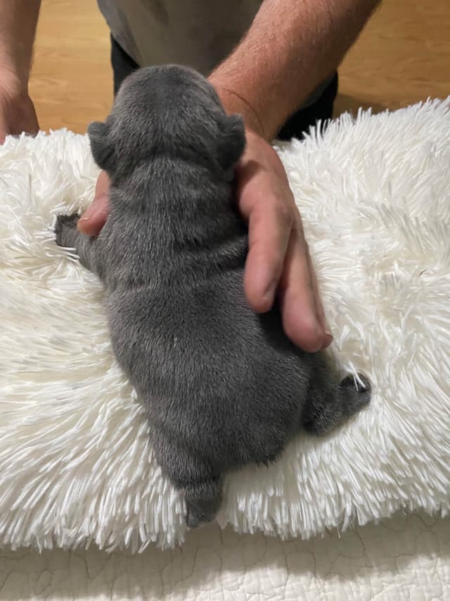 French Bulldog Puppies media 14