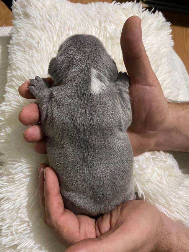 French Bulldog Puppies media 16