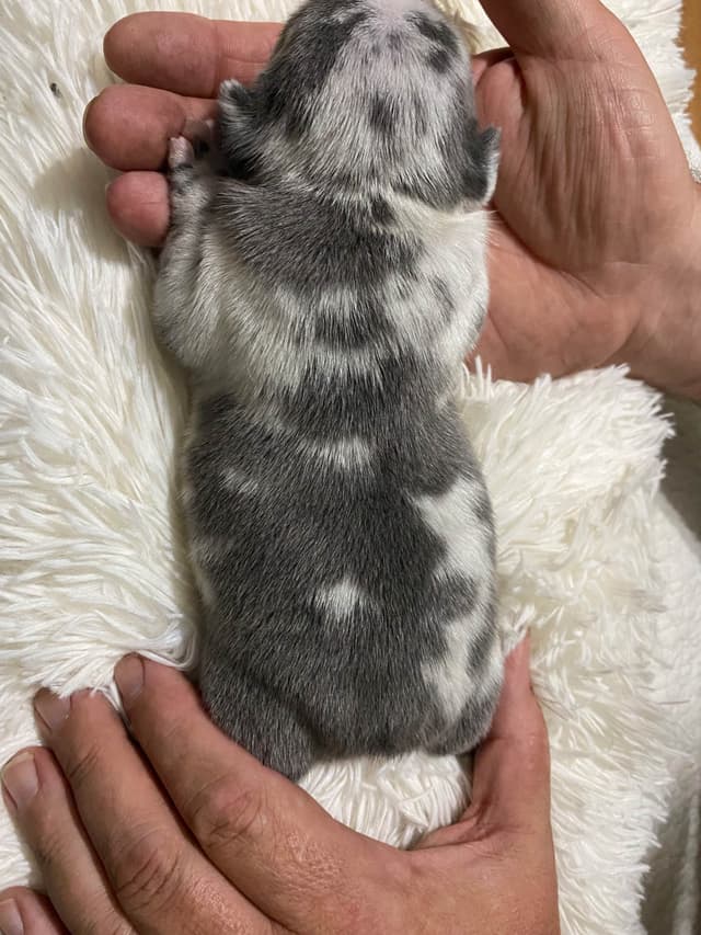French Bulldog Puppies media 17