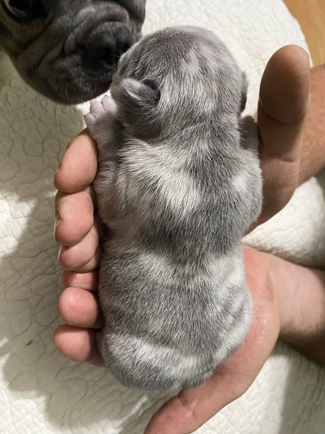 French Bulldog Puppies media 18