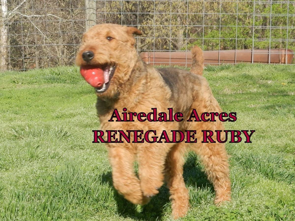 Airedale Terrier Puppies breeder image 2