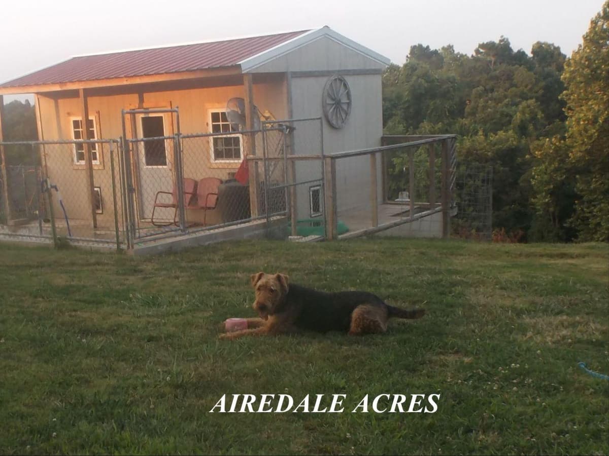 Airedale Terrier Puppies breeder image 3