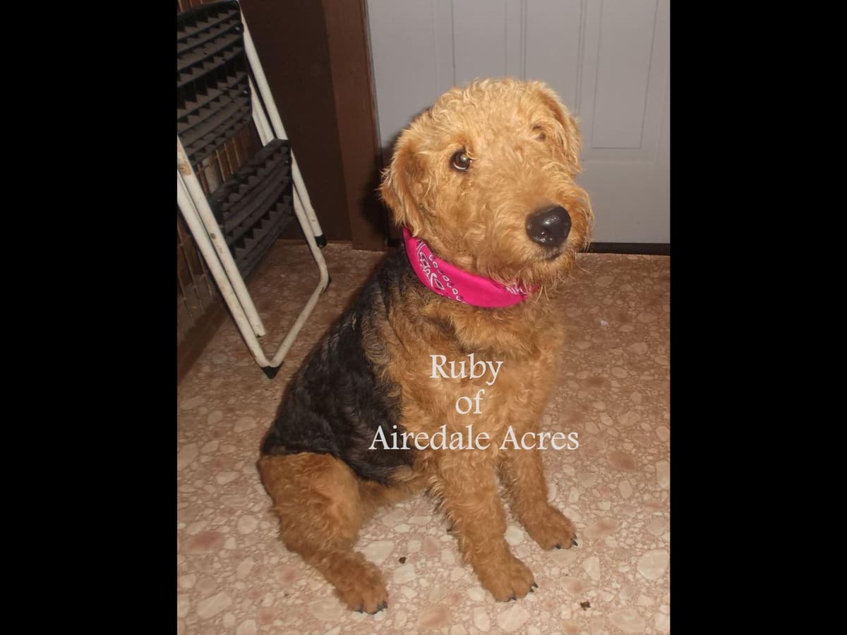 Airedale Terrier Puppies breeder image 5