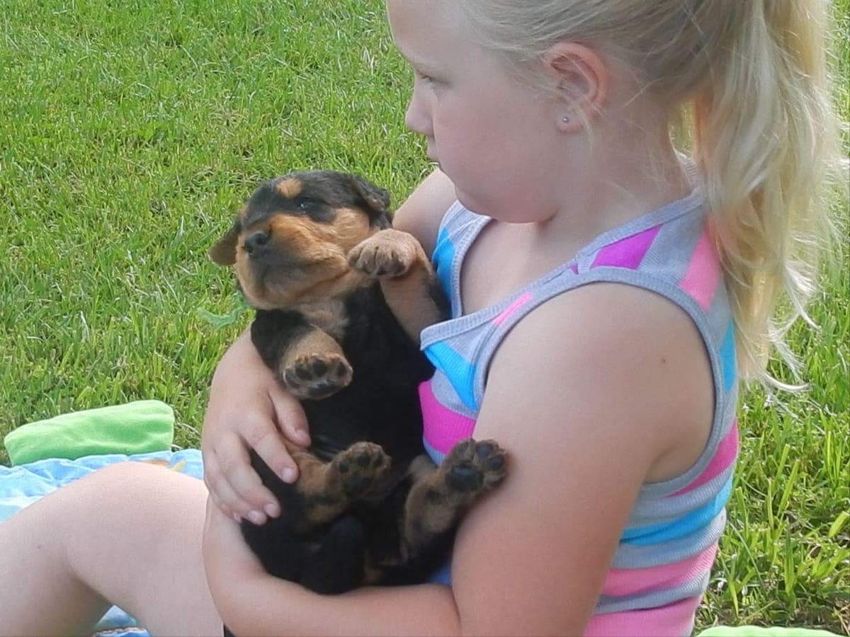 Airedale Terrier Puppies breeder image 6