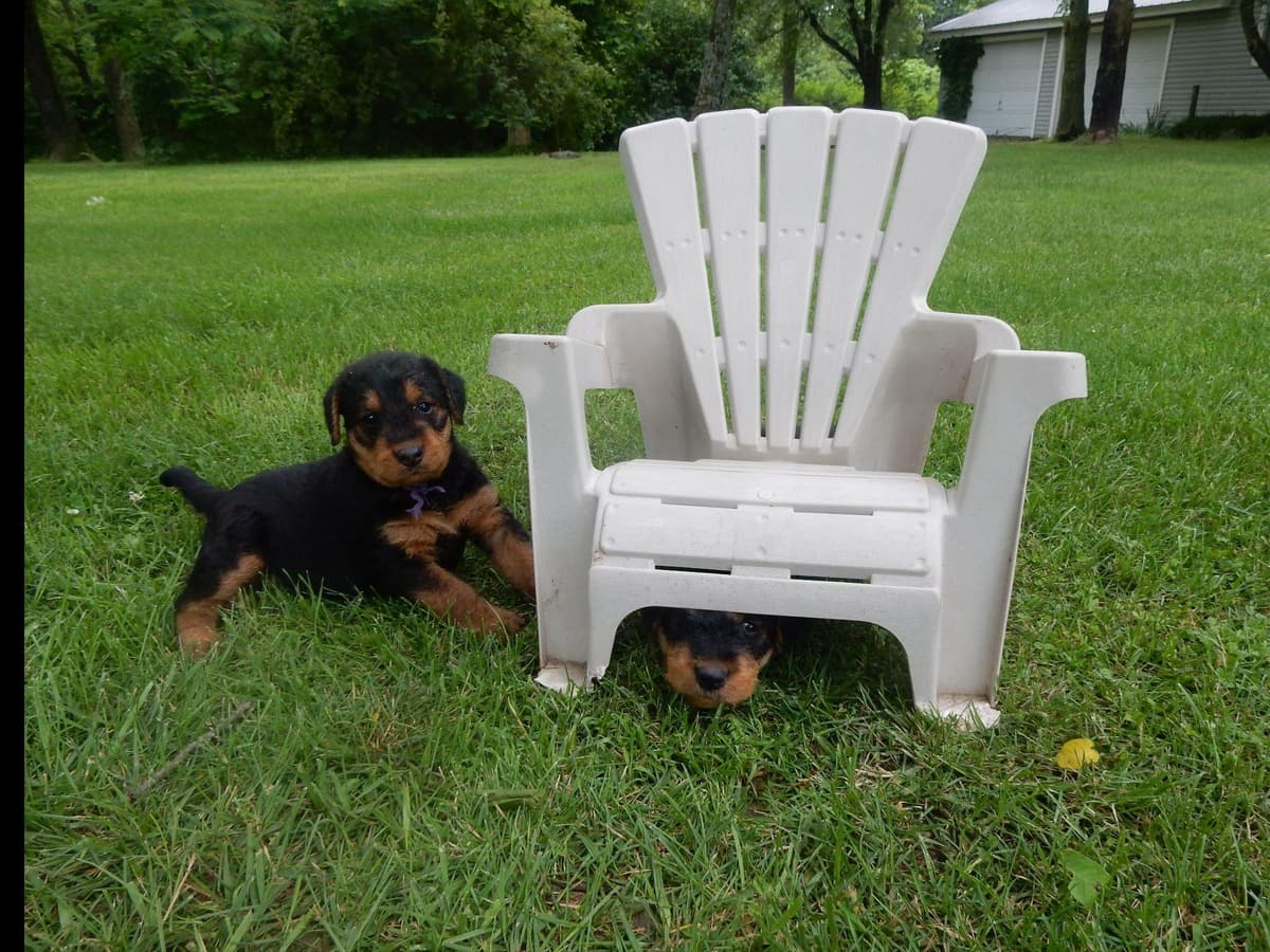 Airedale Terrier Puppies breeder image 7