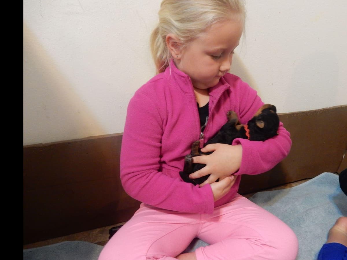 Airedale Terrier Puppies breeder image 8