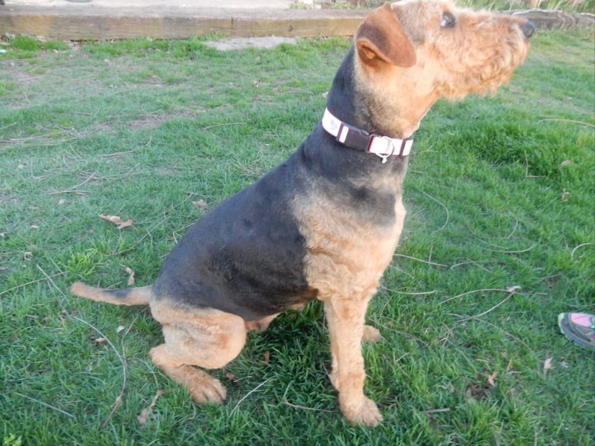 Airedale Terrier Puppies breeder image 9
