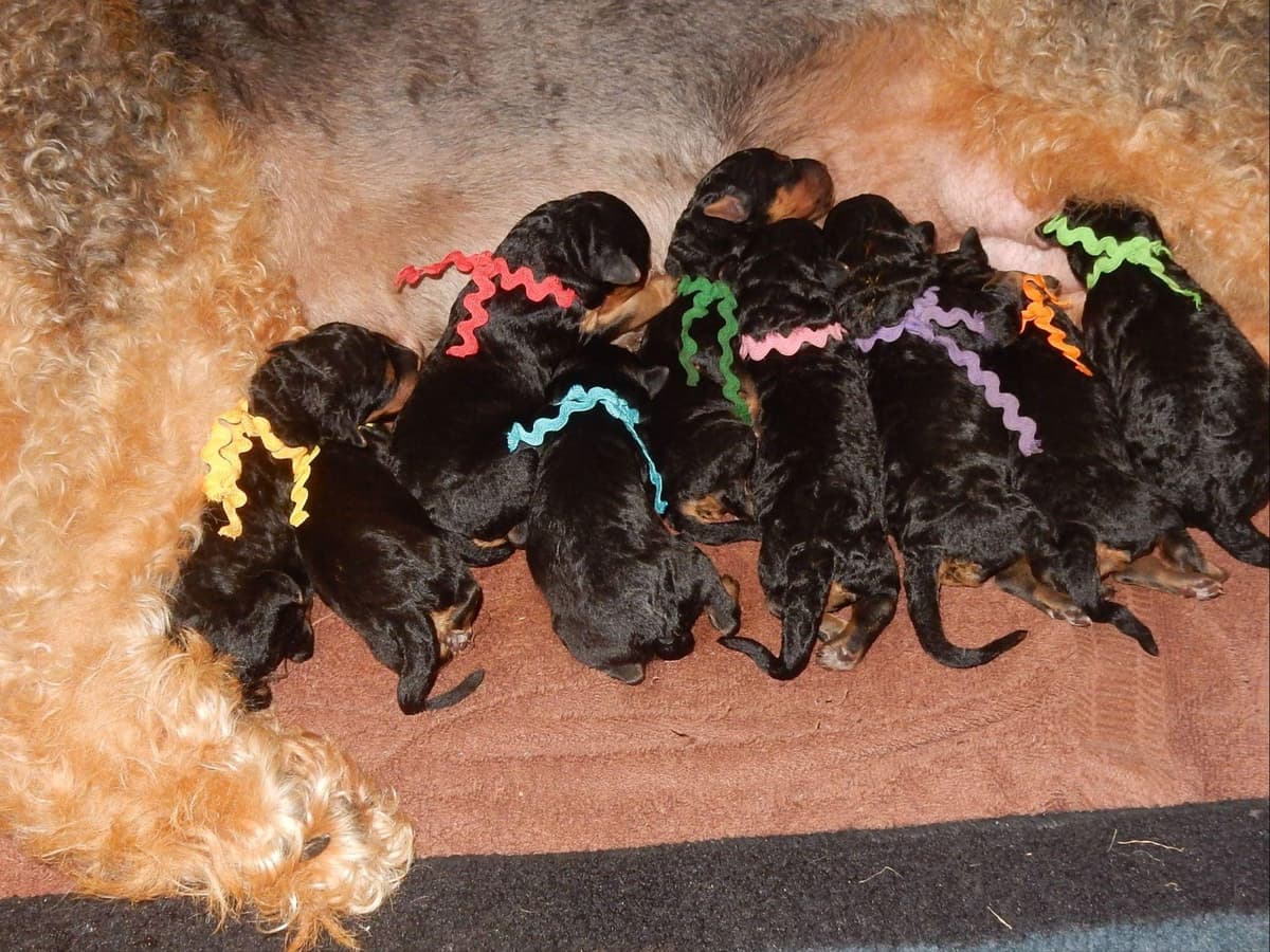 Airedale Terrier Puppies breeder image 10