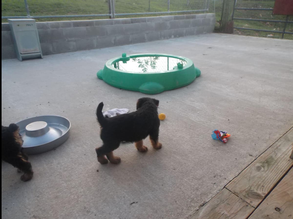 Airedale Terrier Puppies breeder image 11