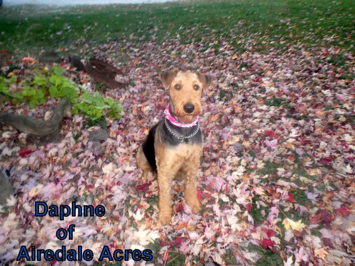 Airedale Terrier Puppies breeder image 12