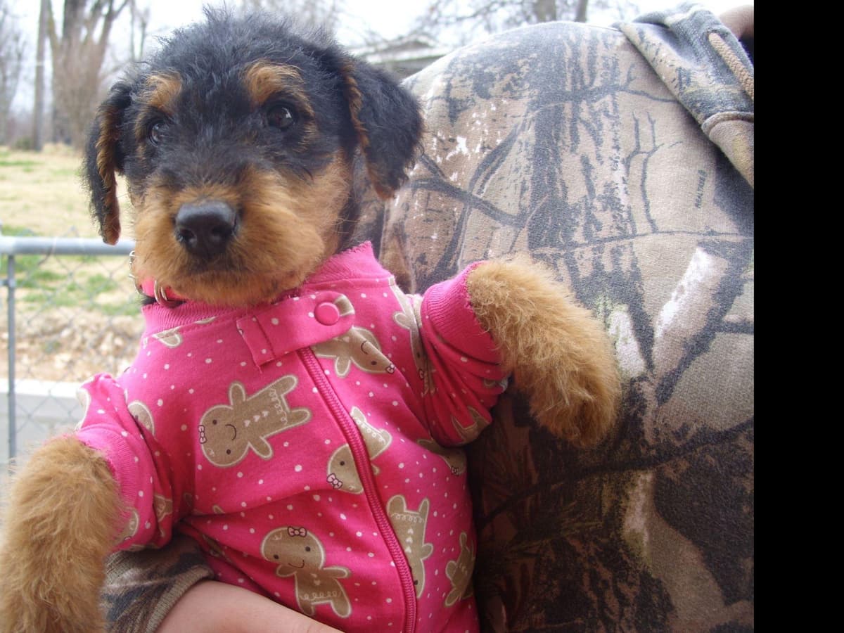 Airedale Terrier Puppies breeder image 15