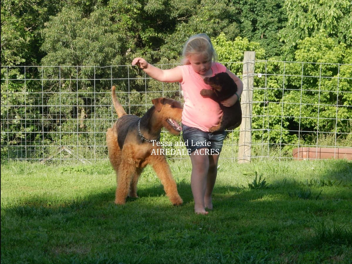 Airedale Terrier Puppies breeder image 1