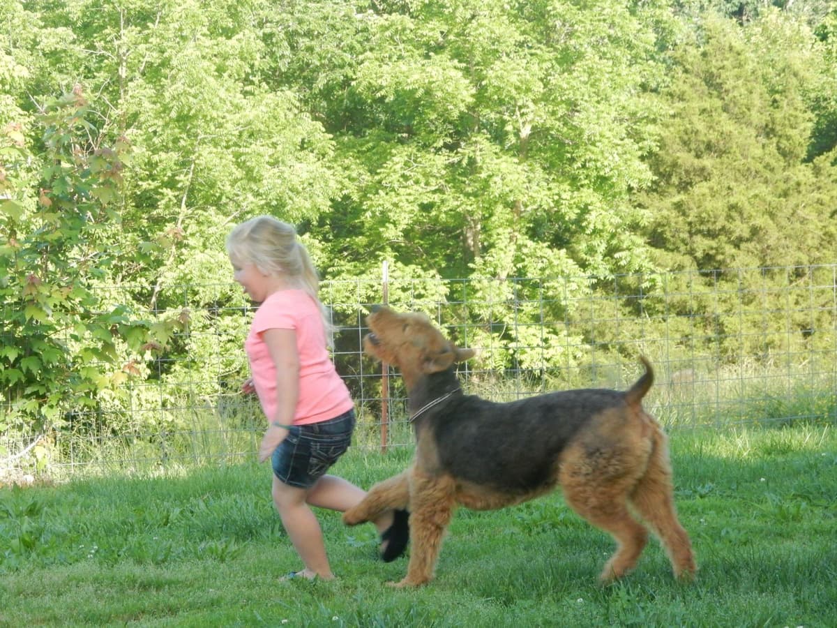 Airedale Terrier Puppies breeder image 16